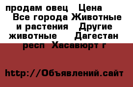  продам овец › Цена ­ 100 - Все города Животные и растения » Другие животные   . Дагестан респ.,Хасавюрт г.